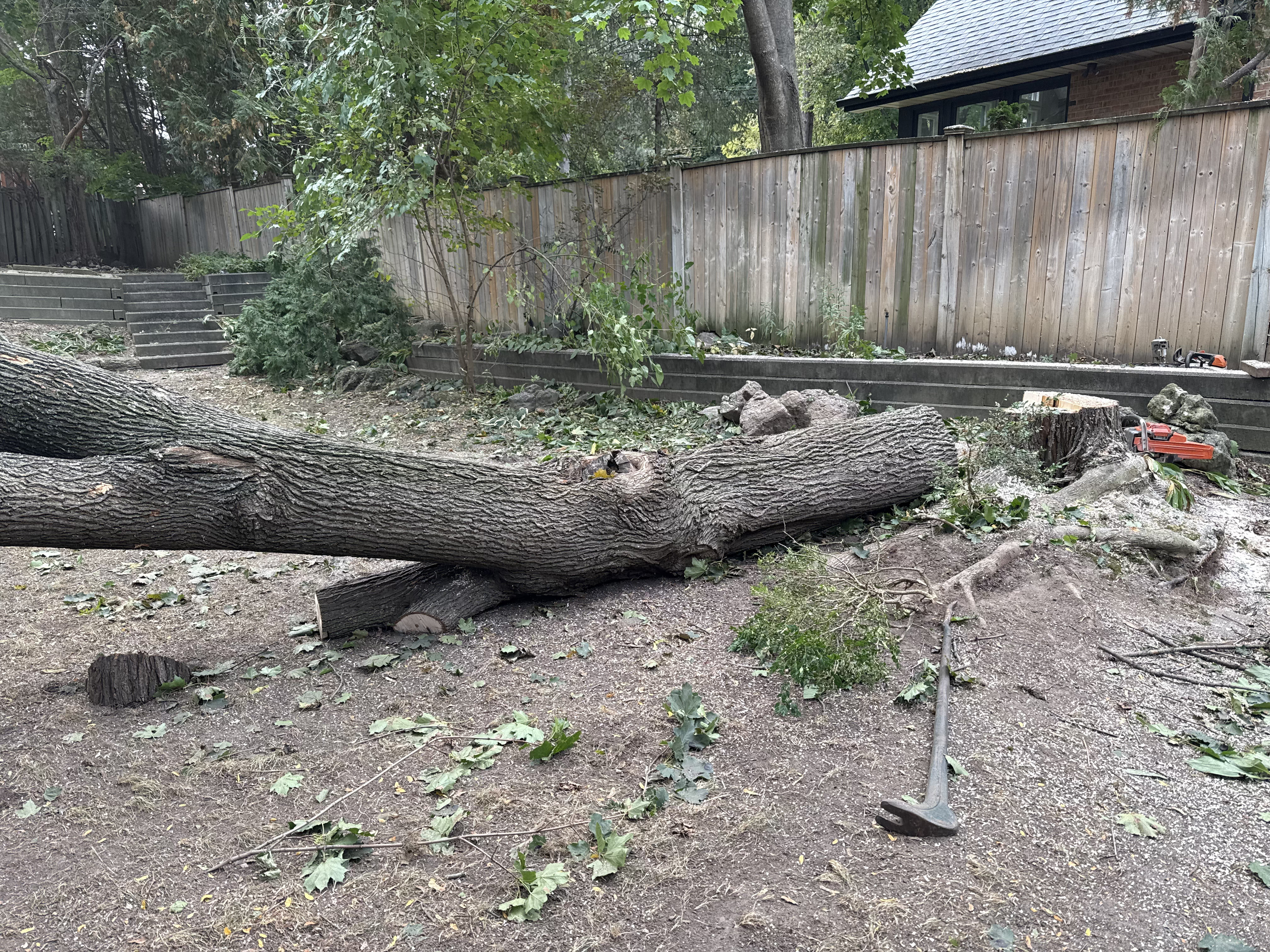 Large Tree Removal - After