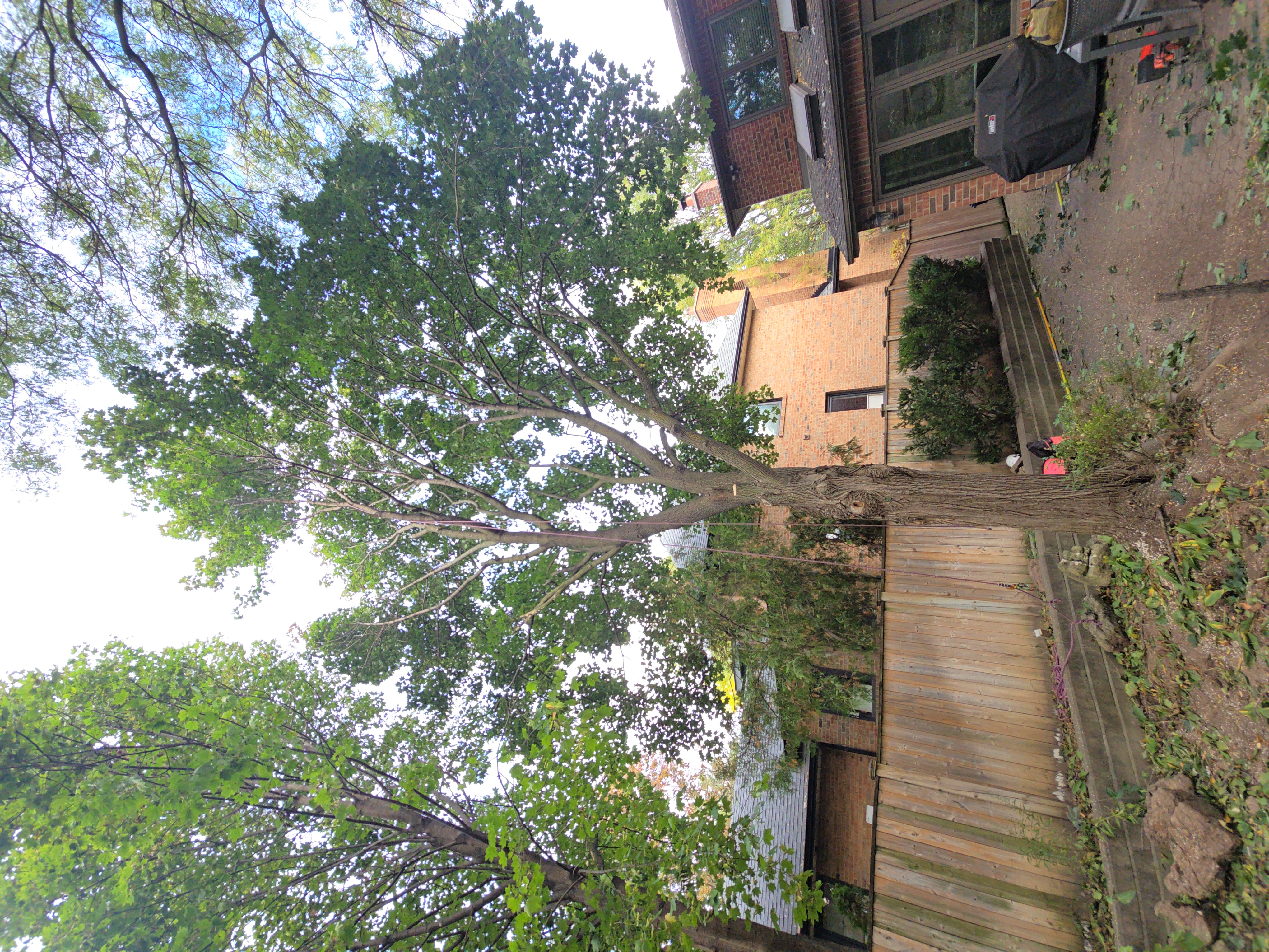 Large Tree Removal - Before