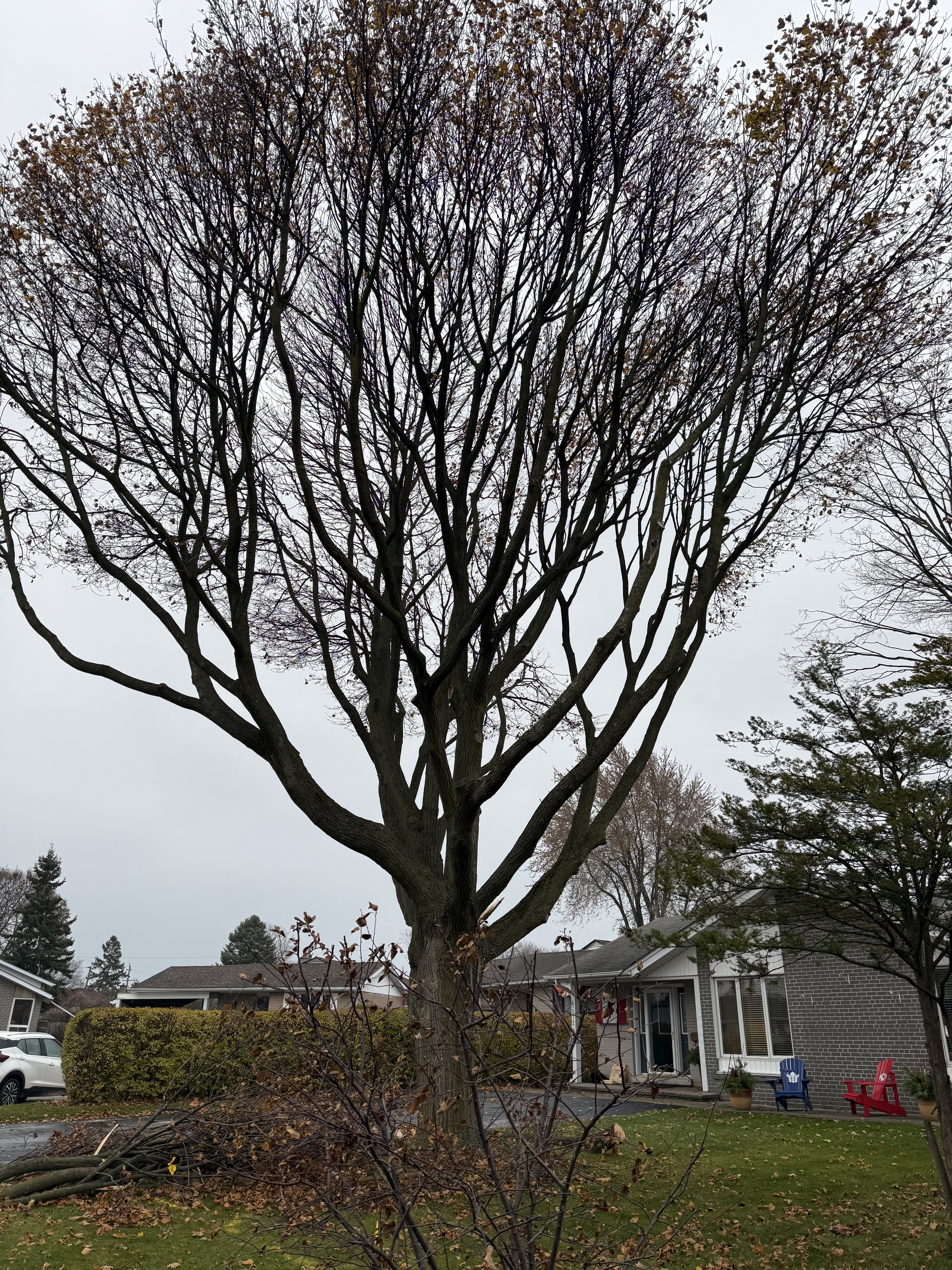 Backyard Tree Removal - Before