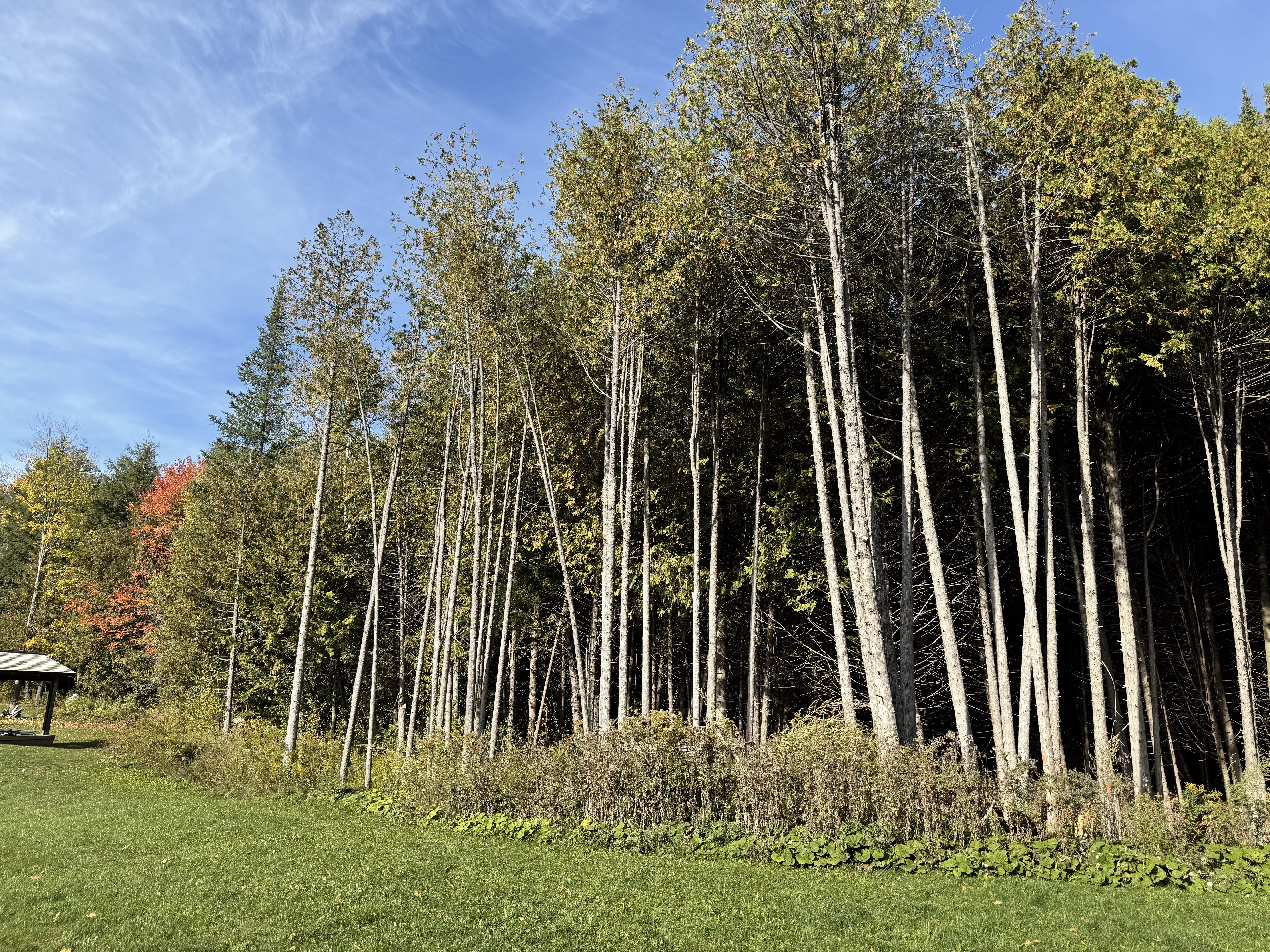 Crown Trimming & Shaping - Before