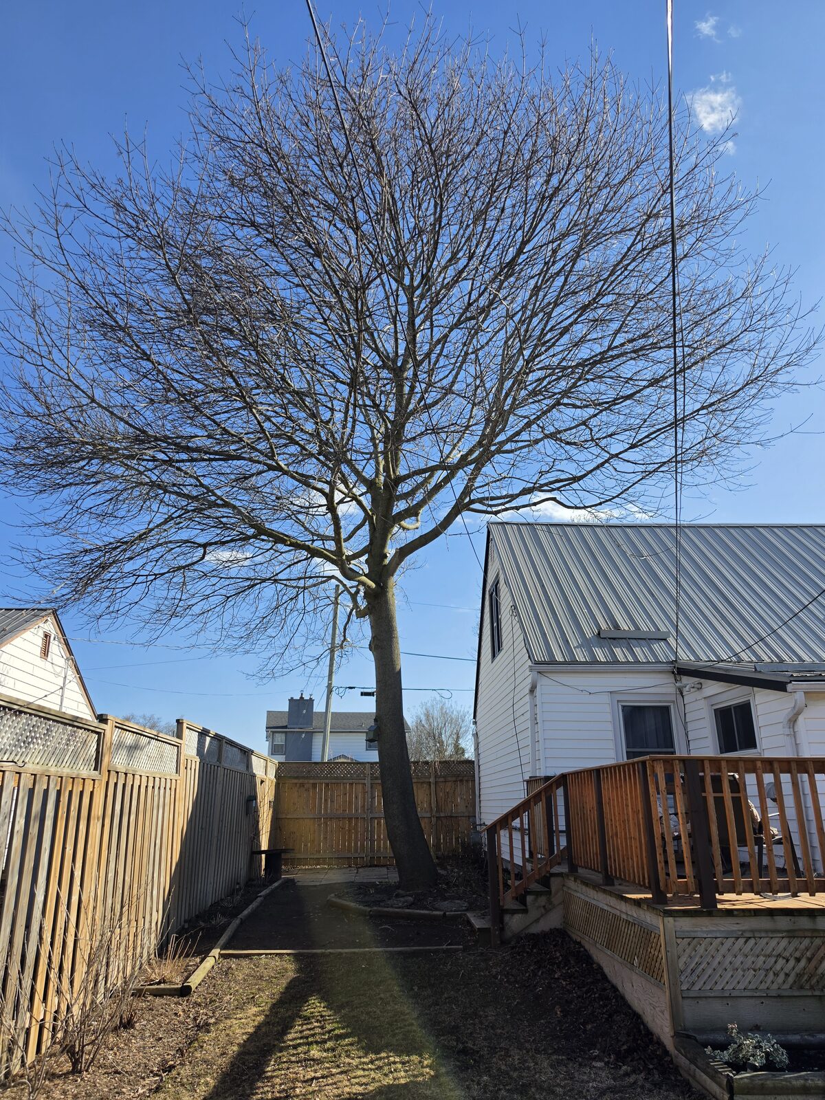 Crown Reduction & Pruning - After