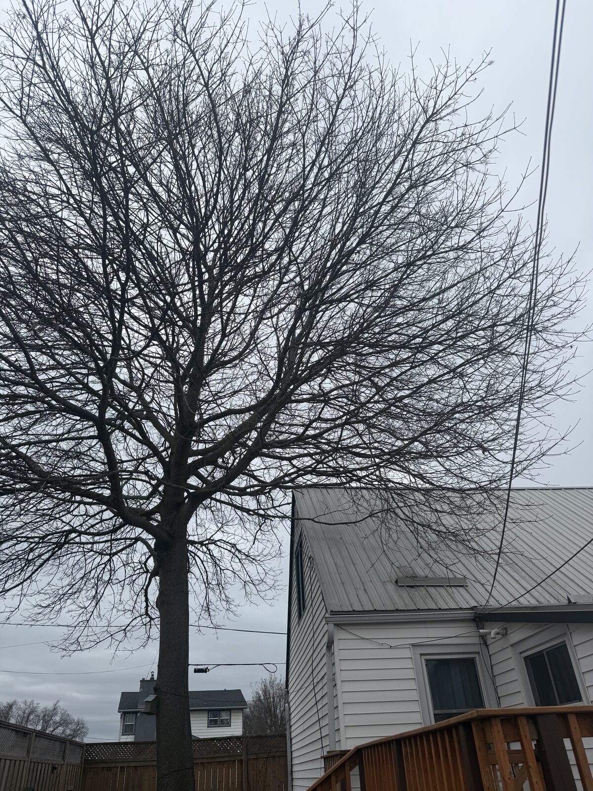 Crown Reduction & Pruning - Before
