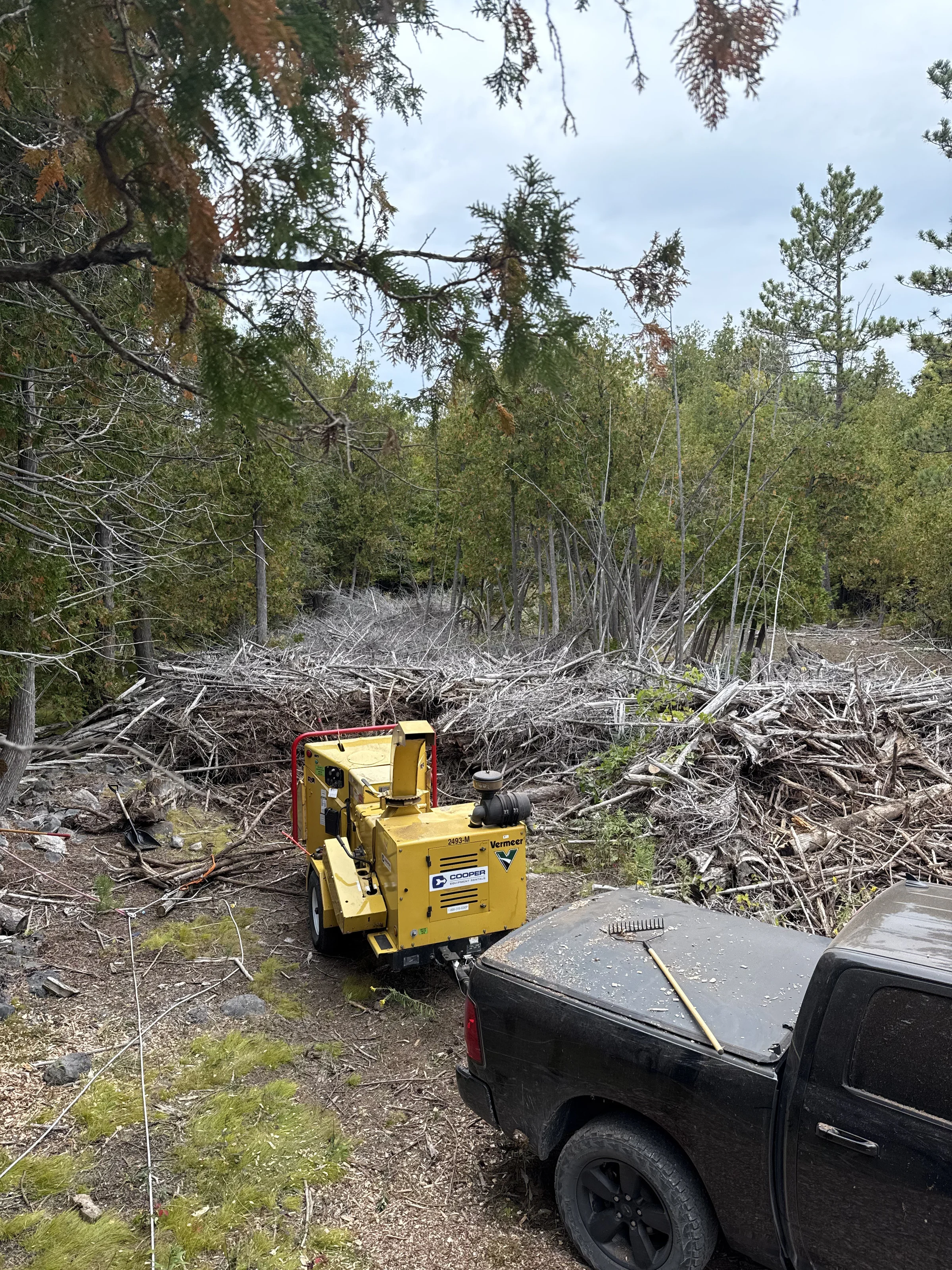 Overgrown lot with dense brush and trees before clearing