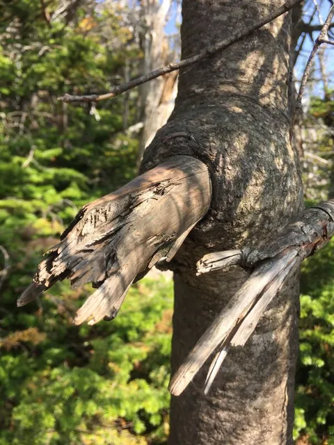 English: Balsam Fir trying to envelop a broken branch with new wood along the Sunset Ridge Trail at about 3,300 feet above sea level on the western s