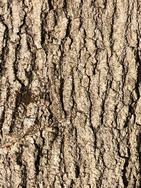 English:  Box Elder bark along Terrace Boulevard in the Parkway Village section of Ewing Township, Mercer County, New Jersey