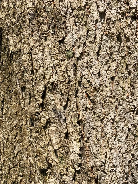 English:  Bark on a Box Elder along Horsepen Run within Horsepen Run Stream Valley Park in Oak Hill, Fairfax County, Virginia
