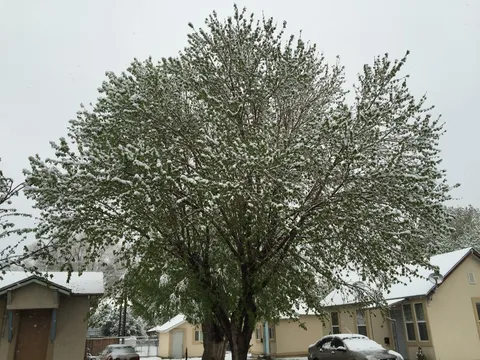 Manitoba Maple (Acer negundo)
