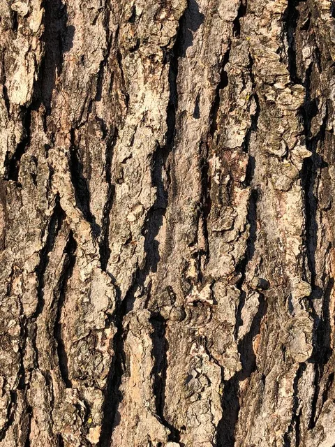 English:  Red Maple bark along Franklin Farm Road in the Franklin Farm section of Oak Hill, Fairfax County, Virginia
