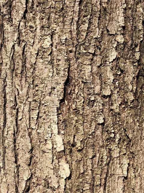 English:  Red Maple bark along Terrace Boulevard in the Parkway Village section of Ewing Township, Mercer County, New Jersey
