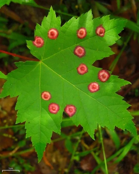 Eriophyid mite galls on Acer rubrum, Great Smoky Mountains, NC
