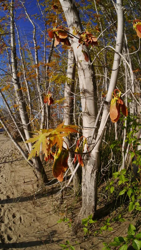Silver Maple (Acer saccharinum)