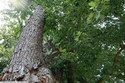 Silver Maple (Acer saccharinum)