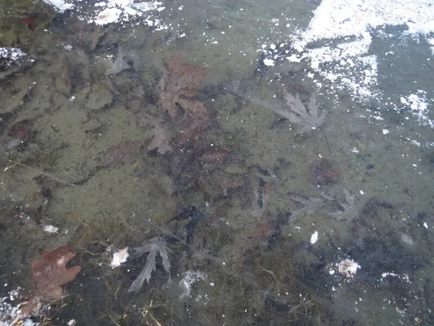 Deutsch: Im Eis gefrorene Blätter vom Silberahorn (Acer saccharinum) im Ebertpark Hockenheim
