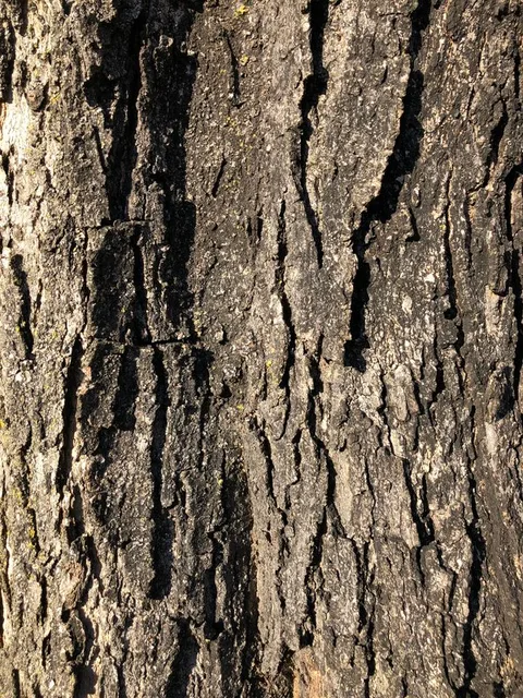 English:  Sugar Maple bark along Franklin Farm Road in the Franklin Farm section of Oak Hill, Fairfax County, Virginia