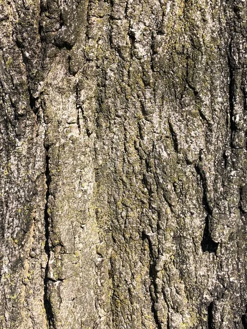 English:  Sugar Maple bark along Dunmore Avenue in the Parkway Village section of Ewing Township, Mercer County, New Jersey