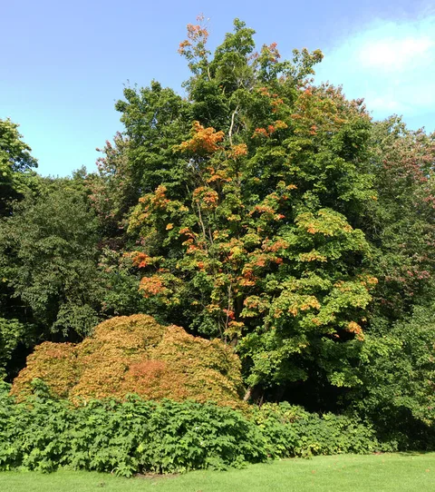 Sugar Maple (Acer saccharum)