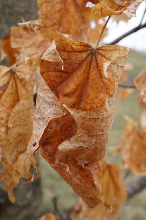 Acer saccharum (Sugar Maple)