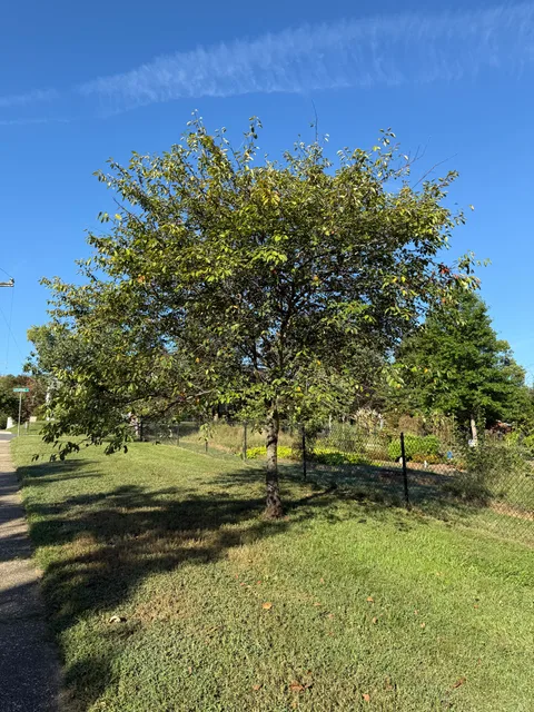 Serviceberry (Amelanchier)