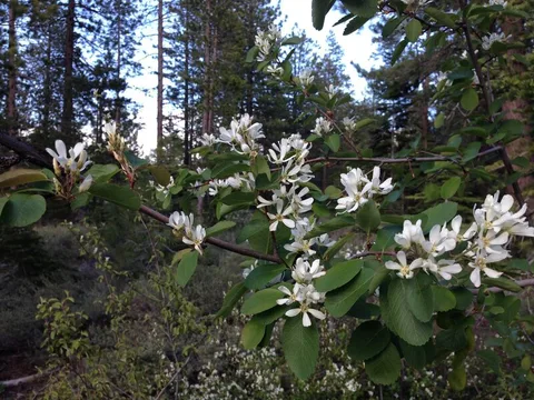Wildflowers