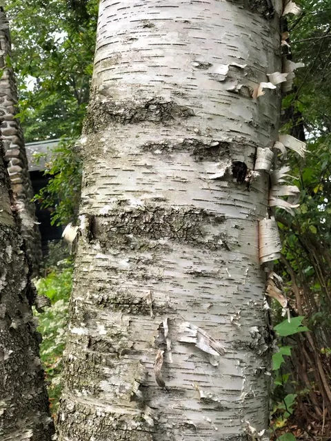 English:  Paper Birch bark along Ridge Road near Spring Lake in Berlin, Rensselaer County, New York