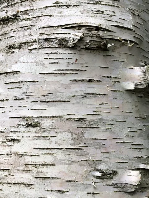 English:  Paper Birch bark along Ridge Road near Spring Lake in Berlin, Rensselaer County, New York
