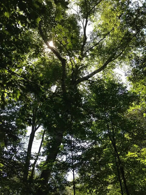 White Birch (Betula papyrifera)