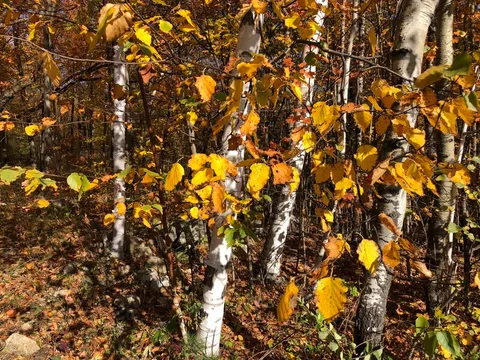 English:  Paper Birch leaves in autumn at about 1300 feet above sea level along Sky Line Drive on Equinox Mountain in Manchester, Bennington County, V