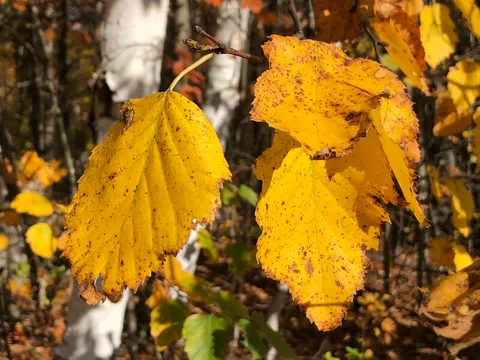English:  Paper Birch leaves in autumn at about 1300 feet above sea level along Sky Line Drive on Equinox Mountain in Manchester, Bennington County, V