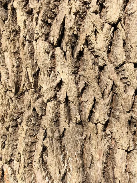 English: Green Ash bark along Terrace Boulevard in the Parkway Village section of Ewing Township, Mercer County, New Jersey
