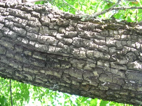 Fraxinus pennylvanica 1