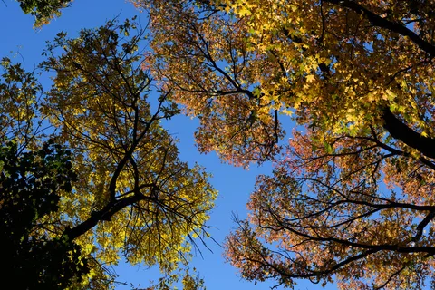 Green Ash (Fraxinus pennsylvanica)