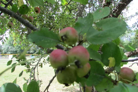 Wild Crabapple (Malus coronaria) in Westside Park, Valparaiso, Indiana