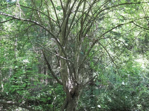 Wild Crabapple (Malus coronaria) in Hollis, New Hampshire