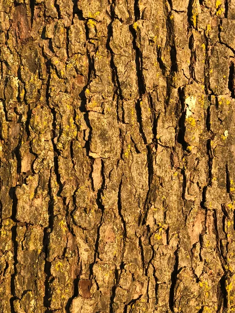 Crabapple bark (Malus)