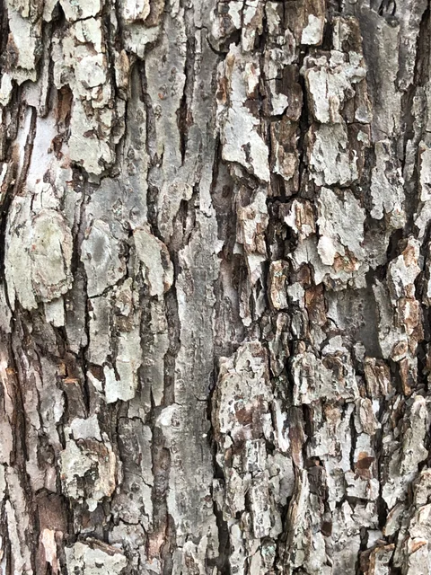 Crabapple bark (Malus)