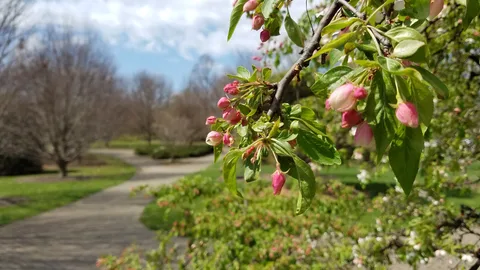 Flowering Crabapple (Malus)
