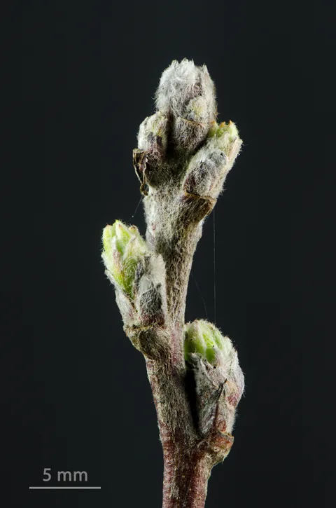 Crabapple leaf (Malus)