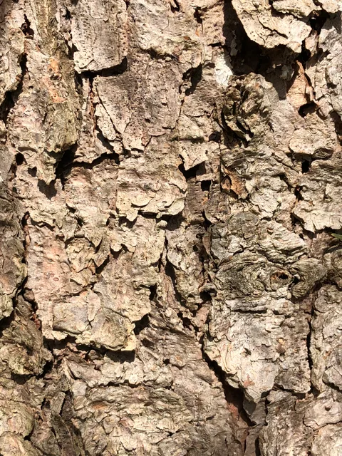 Colorado Blue Spruce bark (Picea pungens)