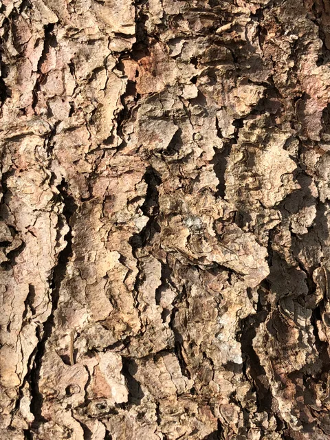 Colorado Blue Spruce bark (Picea pungens)