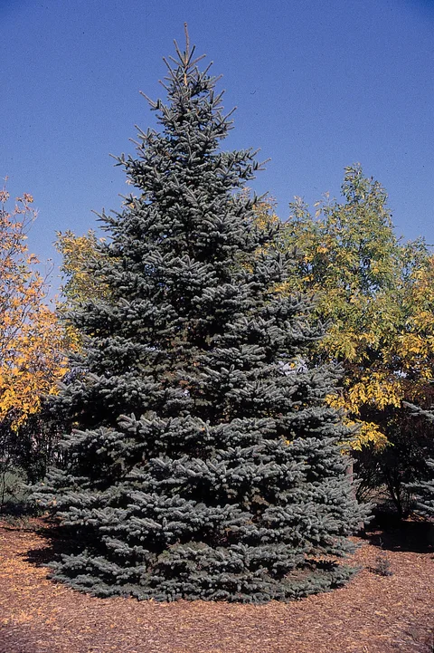 Colorado Blue Spruce (Picea pungens)