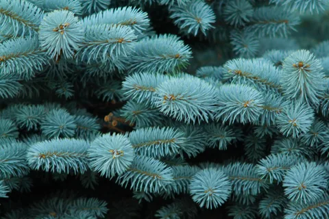 Colorado Blue Spruce needles (Picea pungens)