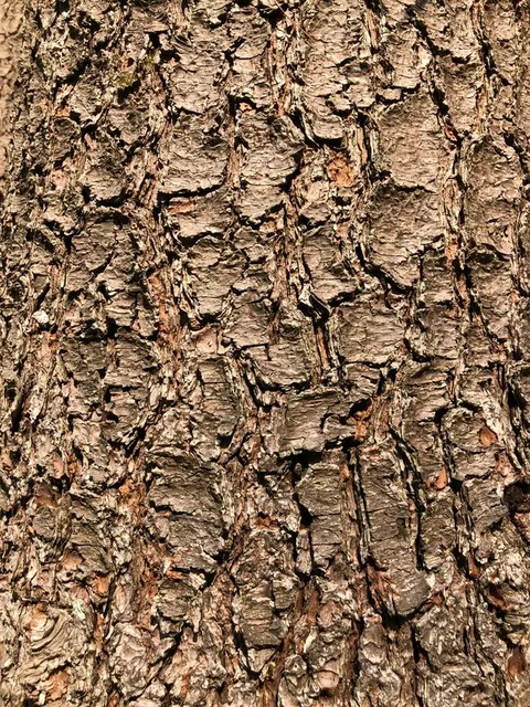 English:  Eastern White Pine bark within the forest in Ann M. Banchoff Park in the Mountainview section of Ewing Township, Mercer County, New Jersey