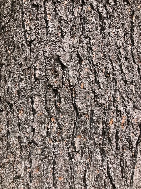 English:  Bark of a large Eastern White Pine along Rensselaer County Route 42 (Taborton Road) in Berlin, Rensselaer County, New York