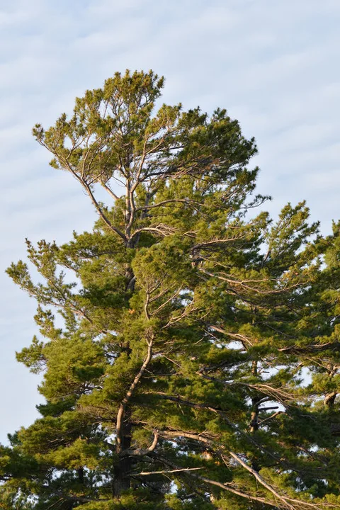 English:  Eastern White Pine (Pinus strobus) at South Point Island in Killarney, Ontario, Canada.