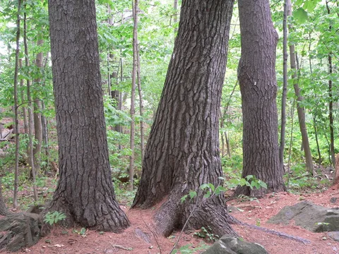 English:  Eastern White Pine Pinus strobus trunks in Quebec, Canada
