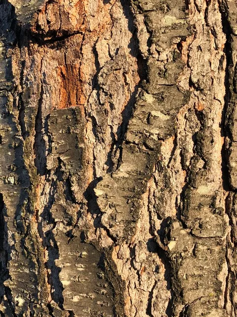 English: Black Cherry bark along Apple Barrel Court in the Franklin Farm section of Oak Hill, Fairfax County, Virginia