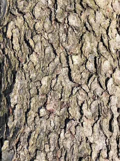 English: Black Cherry bark within the woodlands along the West Branch Shabakunk Creek in Ewing Township, Mercer County, New Jersey