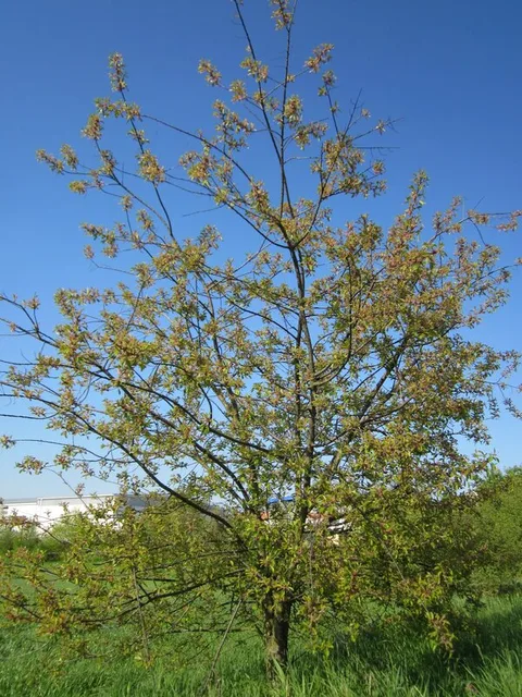 Black Cherry (Prunus serotina)