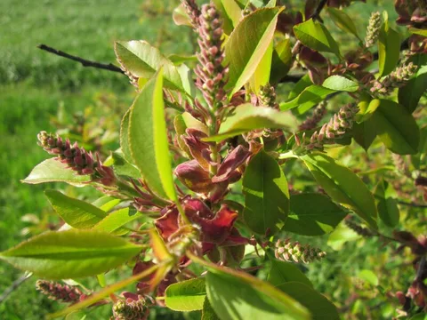 Deutsch: Spätblühende Traubenkirsche (Prunus serotina) im Hockenheimer Rheinbogen