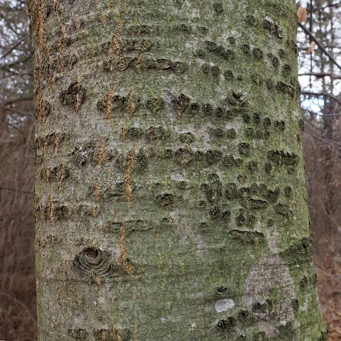 English:  Quercus rubra; bark